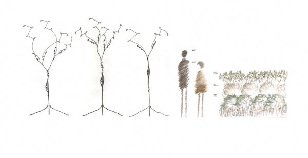 scale drawing of trees